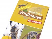 Bestimmungskarte - Heimische Wildbienen im Vergleich